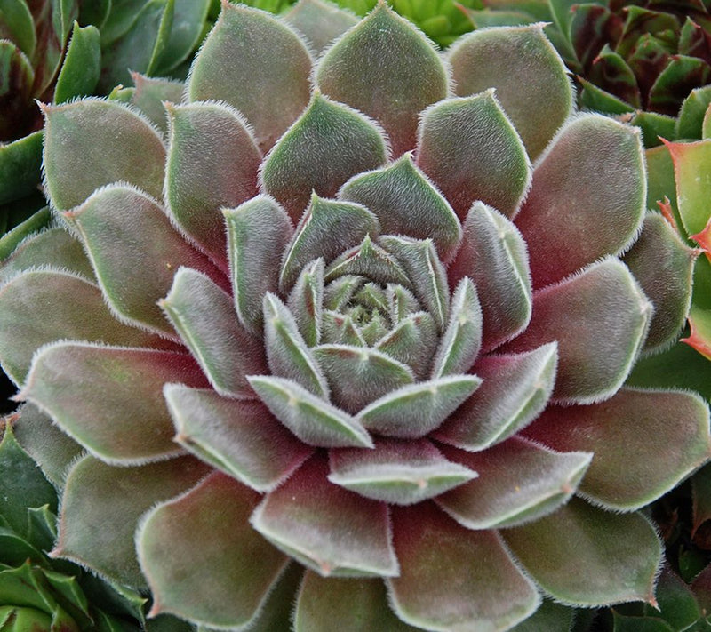 Ships 5/18/26 Roberta's Hardy Hens & Chicks Live Plants — View 5