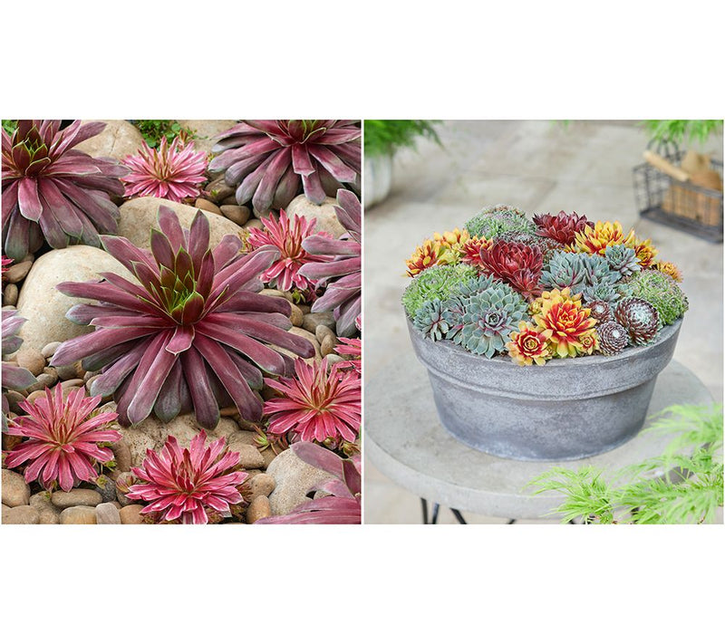 Ships 5/18/26 Roberta's Hardy Hens & Chicks Live Plants — View 2