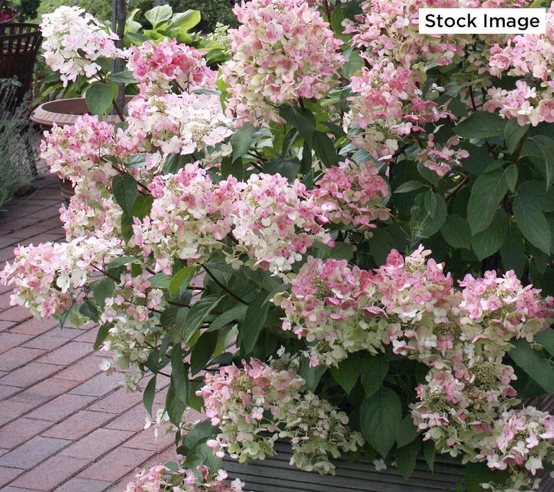 Cottage Farms 1-Piece Dwarf Panicle Hydrangea Live Plant — View 3