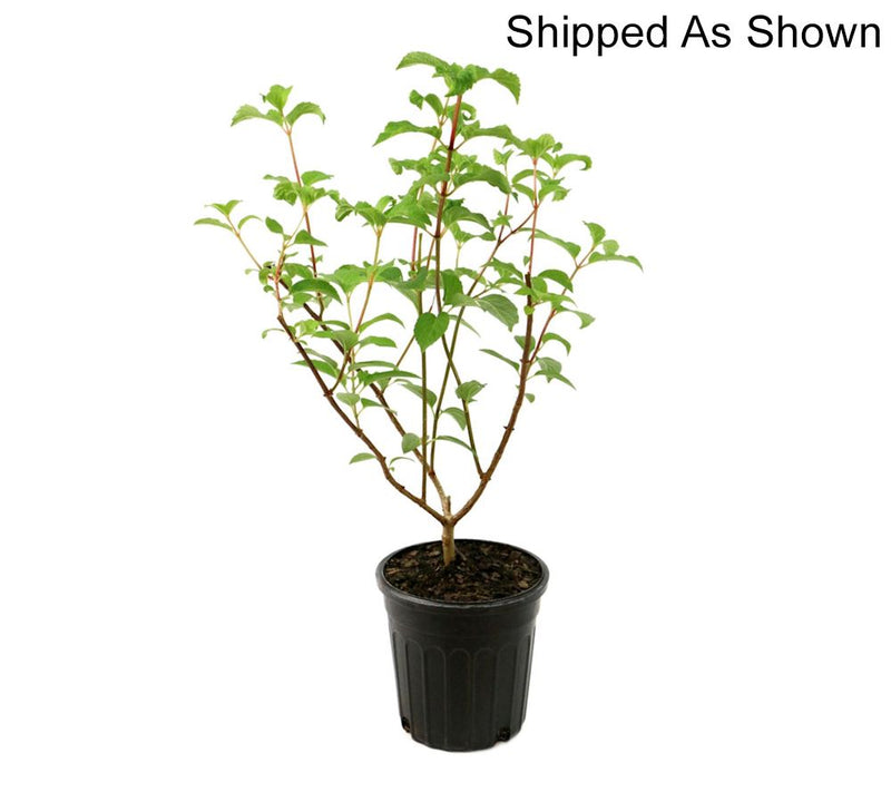 Cottage Farms 1-Piece Dwarf Panicle Hydrangea Live Plant — View 8