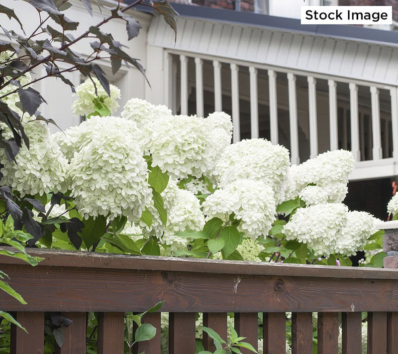 Cottage Farms 1-Piece Dwarf Panicle Hydrangea Live Plant — View 7