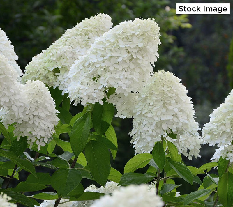 Cottage Farms 1-Piece Dwarf Panicle Hydrangea Live Plant — View 5