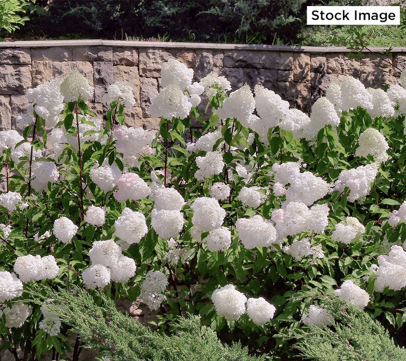 Cottage Farms 1-Piece Dwarf Panicle Hydrangea Live Plant — Main view