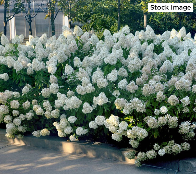 Cottage Farms 1-Piece Dwarf Panicle Hydrangea Live Plant — View 6