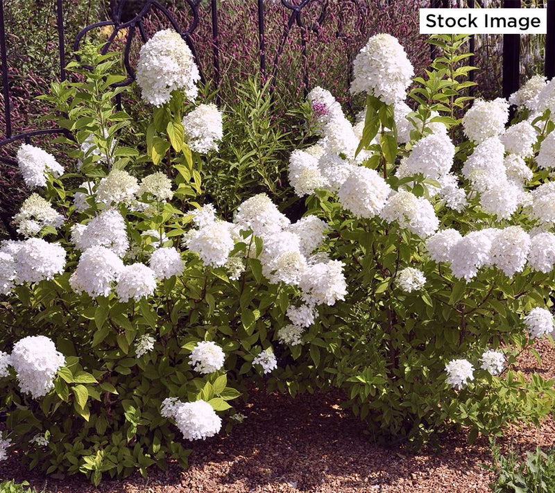 Cottage Farms 1-Piece Dwarf Panicle Hydrangea Live Plant — View 4