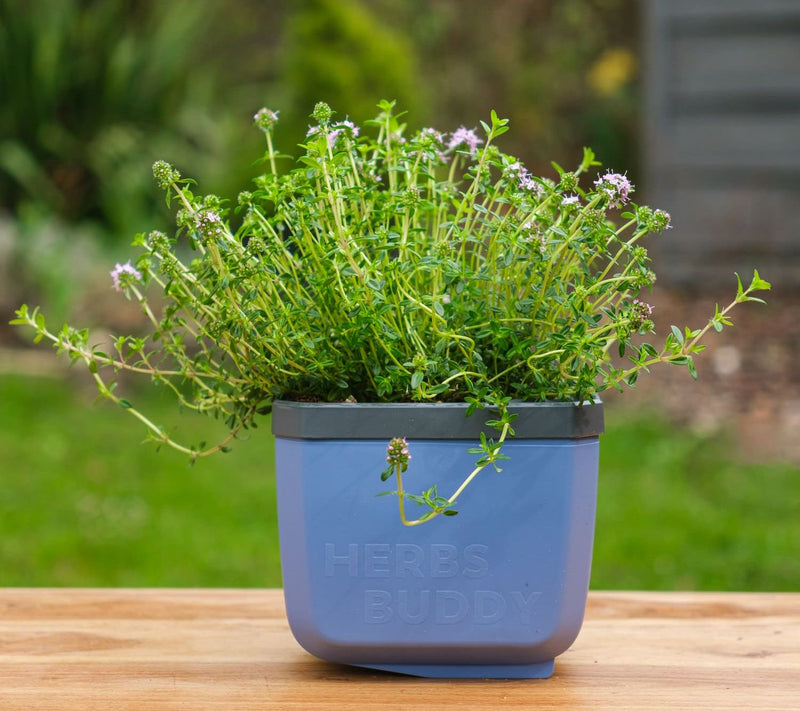Gusta Garden Set of 3 Self Watering Herb Planters — View 11
