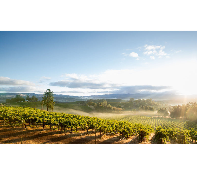 Vino Voyage Moscato Makes My Day 12 Bottles — View 2