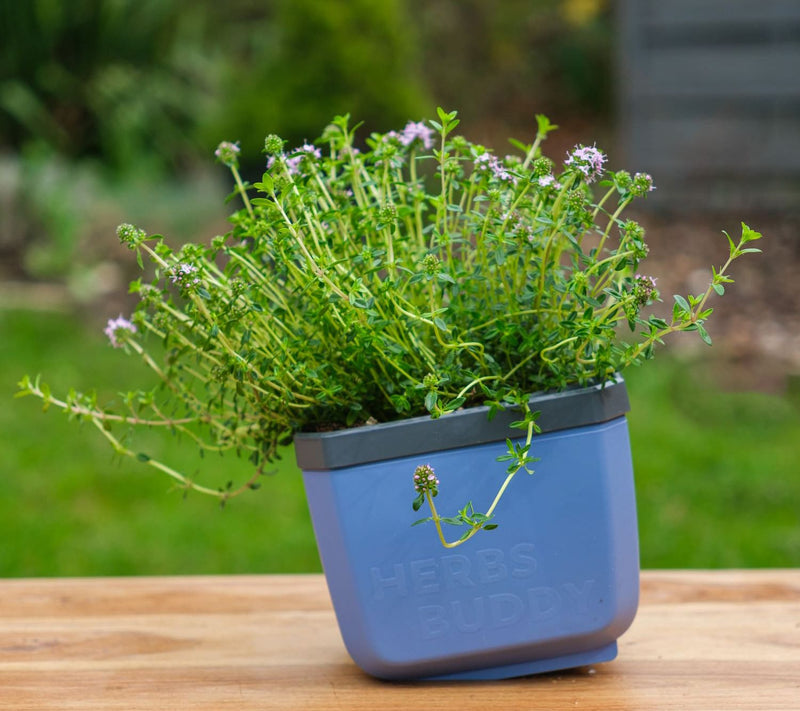 "As Is" Gusta Garden Set of 3 Self Watering Herb Planters — View 6