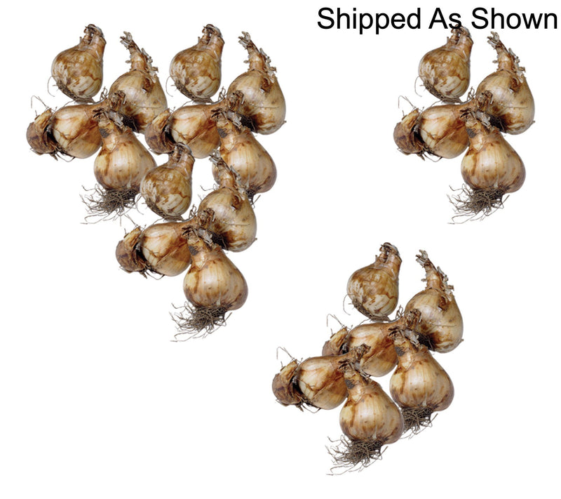 Ships 10/5/26 de Jager 22pc Wonderful White Daffodils Live Bulbs — View 2