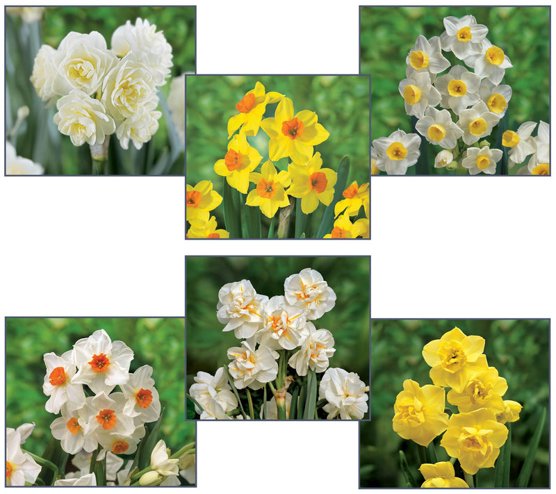 Ships 10/5/26 de Jager 30pc Multiflowering Daffodils Live Bulbs — Main view