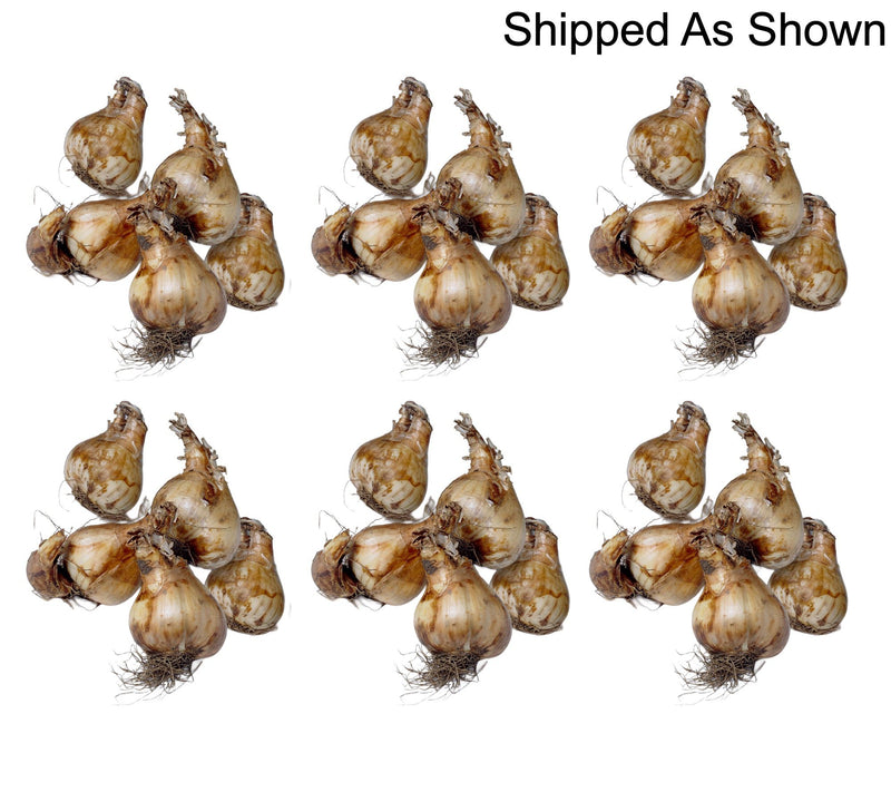 Ships 10/5/26 de Jager 30pc Multiflowering Daffodils Live Bulbs — View 8