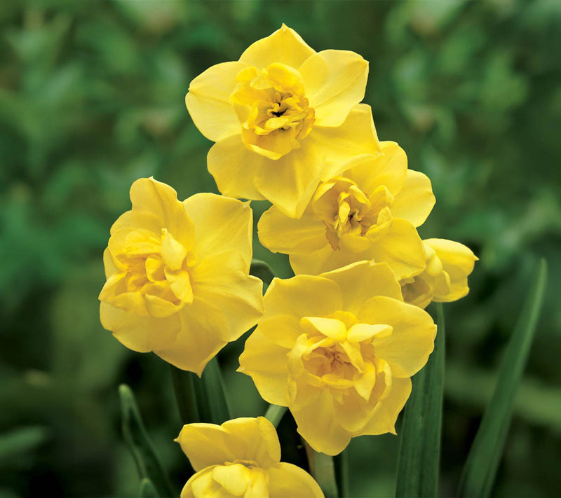 Ships 10/5/26 de Jager 30pc Multiflowering Daffodils Live Bulbs — View 7