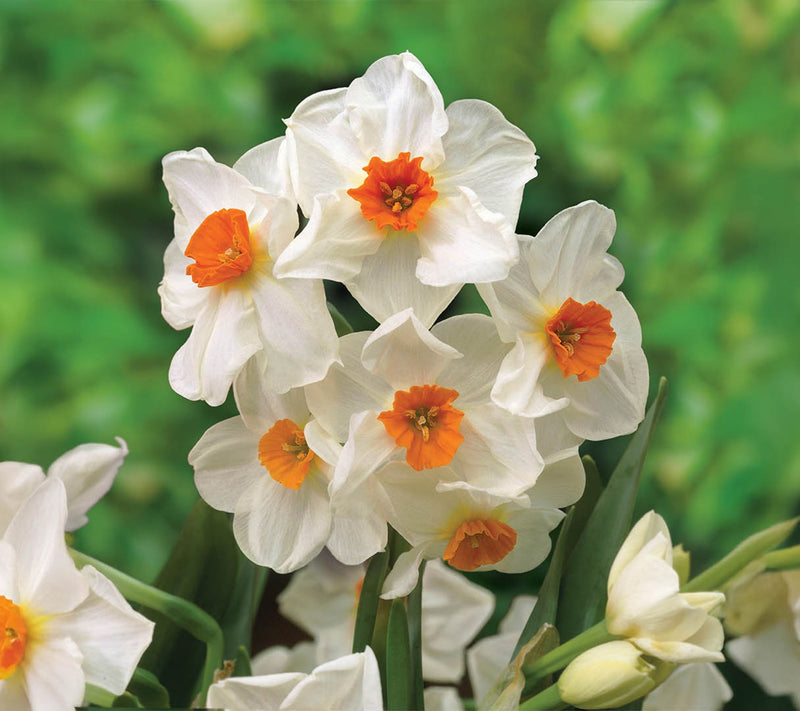 Ships 10/5/26 de Jager 30pc Multiflowering Daffodils Live Bulbs — View 5