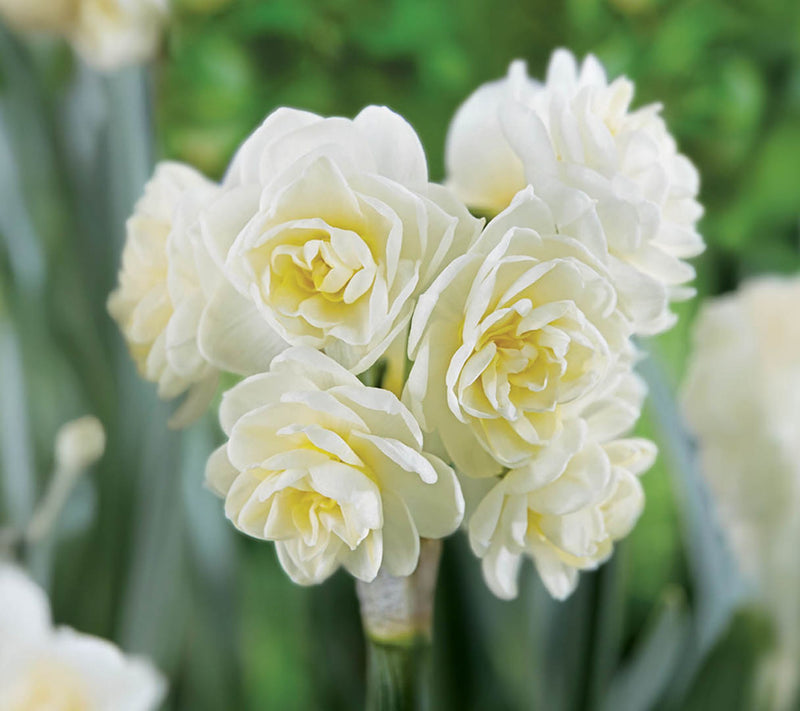Ships 10/5/26 de Jager 30pc Multiflowering Daffodils Live Bulbs — View 2