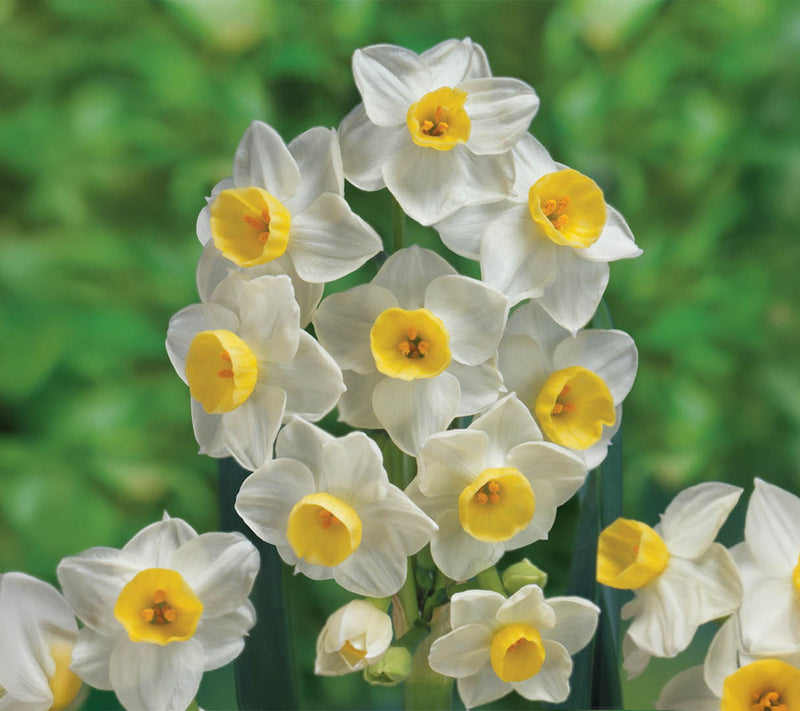 Ships 10/5/26 de Jager 30pc Multiflowering Daffodils Live Bulbs — View 3