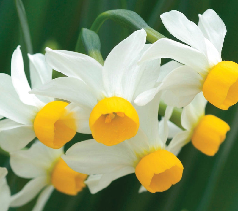 Ships 10/5/26 de Jager 32pc Multiflowering Daffodils Live Bulbs — View 5