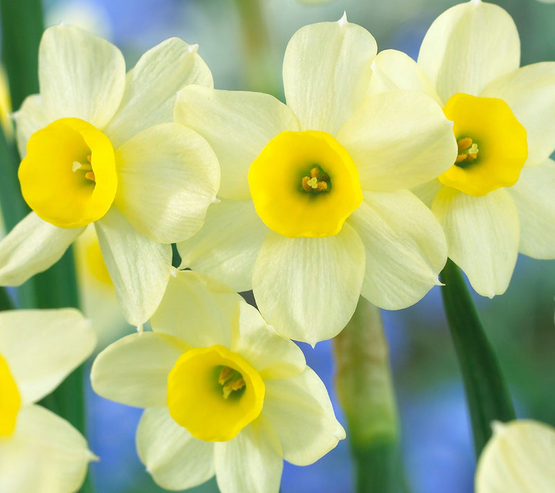 Ships 10/5/26 de Jager 32pc Multiflowering Daffodils Live Bulbs — View 3