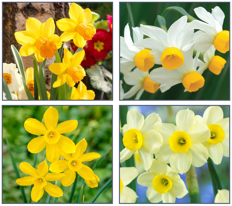 Ships 10/5/26 de Jager 32pc Multiflowering Daffodils Live Bulbs — Main view