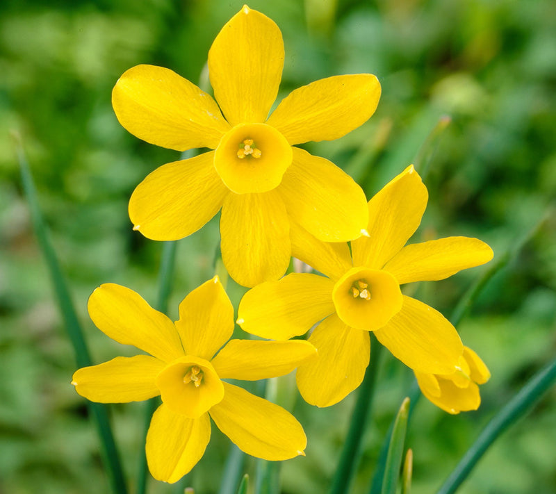 Ships 10/5/26 de Jager 32pc Multiflowering Daffodils Live Bulbs — View 2