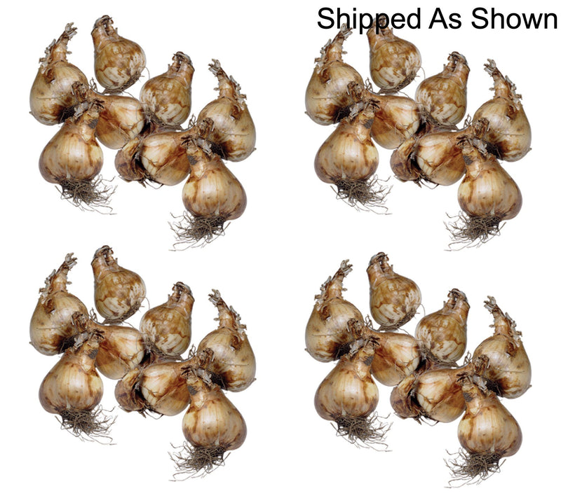 Ships 10/5/26 de Jager 32pc Multiflowering Daffodils Live Bulbs — View 6