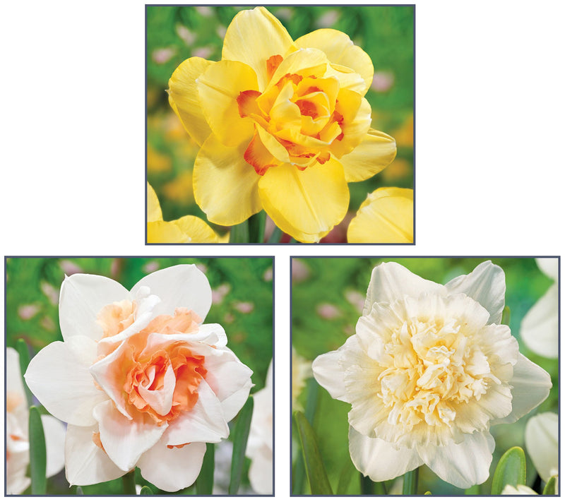 Ships 10/5/26 de Jager 18pc Double Daffodils Live Bulbs — Main view