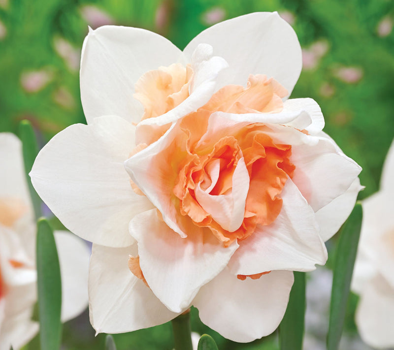 Ships 10/5/26 de Jager 18pc Double Daffodils Live Bulbs — View 2