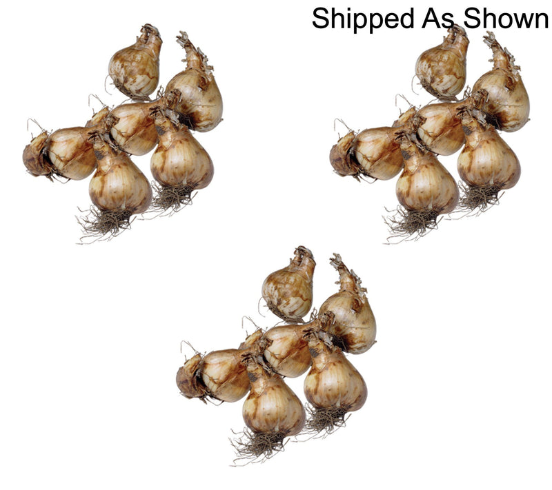 Ships 10/5/26 de Jager 18pc Double Daffodils Live Bulbs — View 5