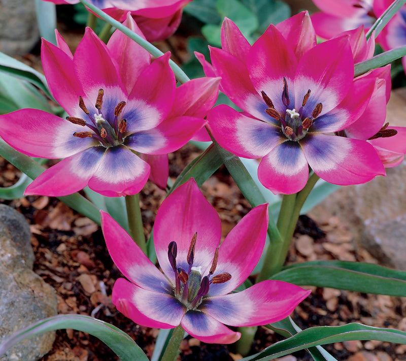 Ships 10/5/26 de Jager 36pc Multiflowering Mini Tulips Live Bulbs — View 3