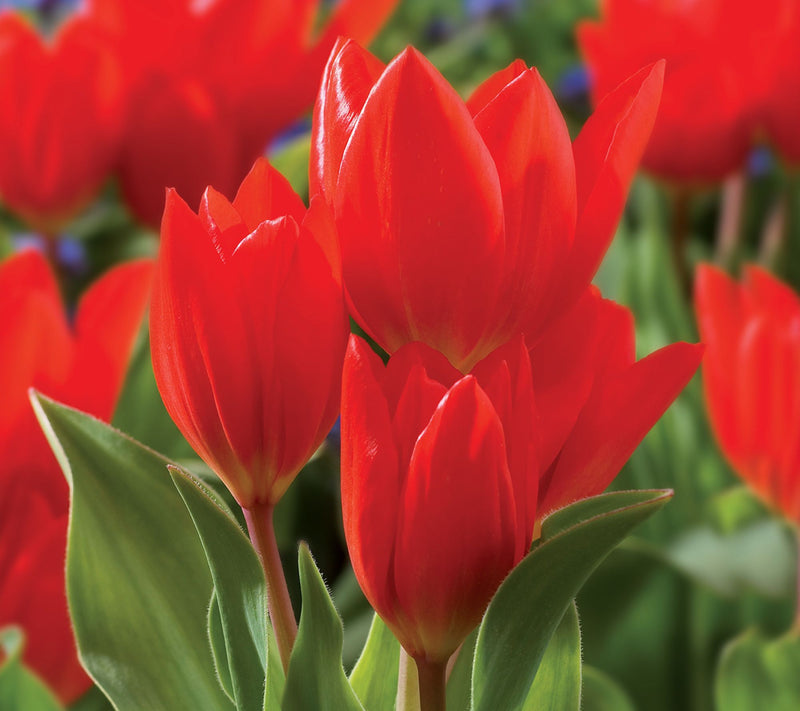 Ships 10/5/26 de Jager 36pc Multiflowering Mini Tulips Live Bulbs — View 4