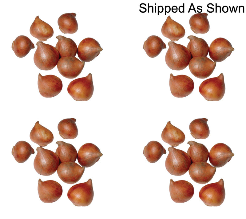 Ships 10/5/26 de Jager 36pc Multiflowering Mini Tulips Live Bulbs — View 6