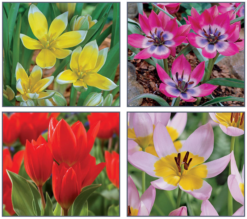 Ships 10/5/26 de Jager 36pc Multiflowering Mini Tulips Live Bulbs — Main view