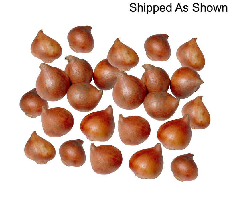 Ships 10/5/26 de Jager 24pc Stunning Peony Tulips Live Bulbs — View 5