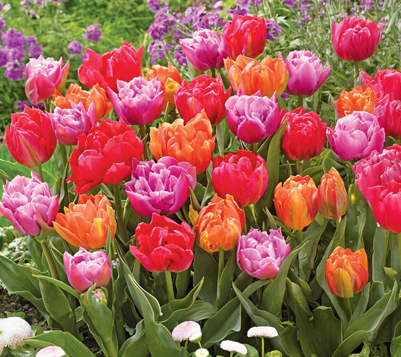 Ships 10/5/26 de Jager 24pc Stunning Peony Tulips Live Bulbs — View 3