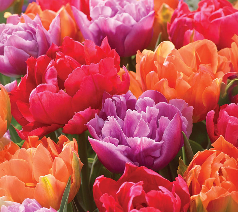 Ships 10/5/26 de Jager 24pc Stunning Peony Tulips Live Bulbs — View 2