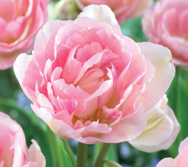 Ships 10/5/26 de Jager 20pc Perfect Peony Tulips Live Bulbs — View 5