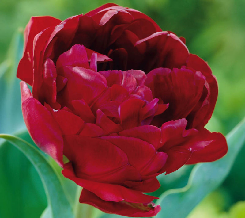 Ships 10/5/26 de Jager 20pc Perfect Peony Tulips Live Bulbs — View 3