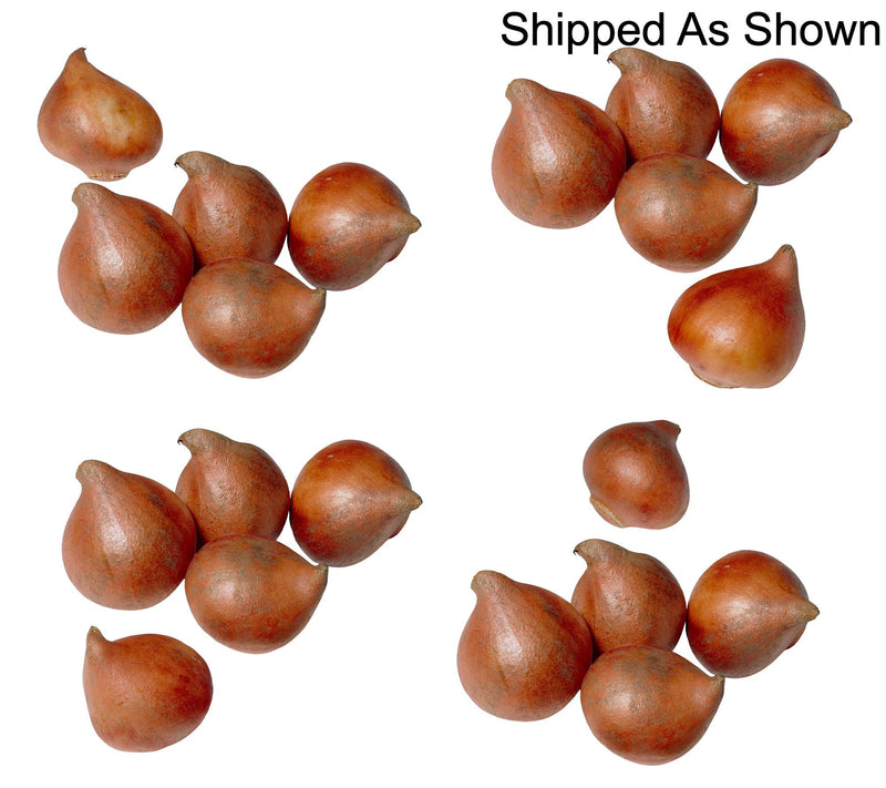 Ships 10/5/26 de Jager 20pc Perfect Peony Tulips Live Bulbs — View 6