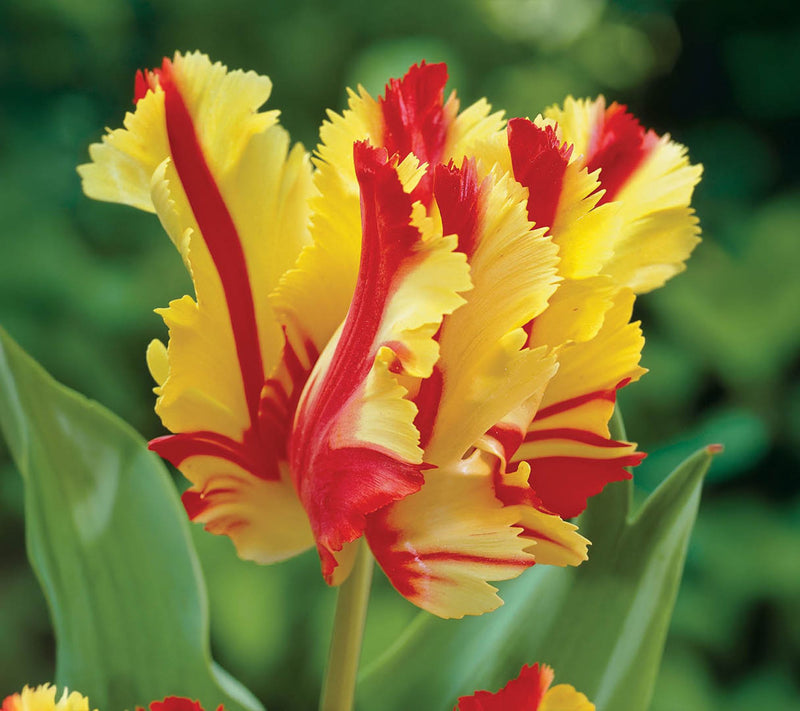 Ships 10/5/26 de Jager 15pc Showstopping Parrot Tulips Live Bulbs — View 3