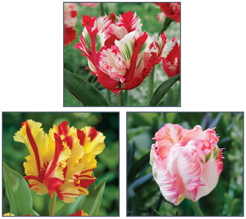 Ships 10/5/26 de Jager 15pc Showstopping Parrot Tulips Live Bulbs — Main view
