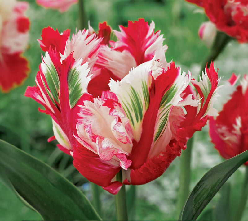 Ships 10/5/26 de Jager 15pc Showstopping Parrot Tulips Live Bulbs — View 2