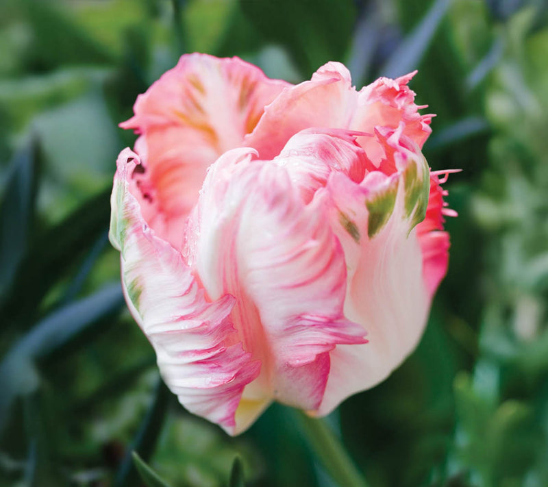 Ships 10/5/26 de Jager 15pc Showstopping Parrot Tulips Live Bulbs — View 4
