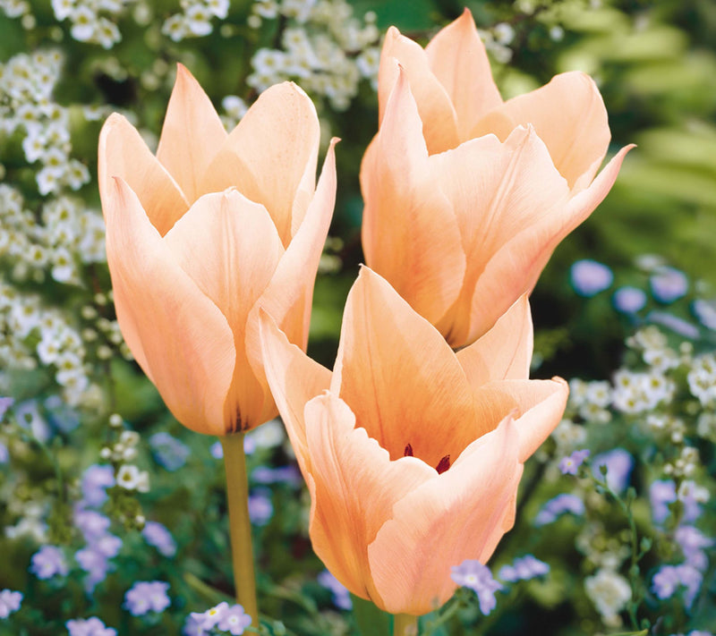 Ships 10/5/26 de Jager 18pc Apricot Tulips & Daffodils Live Bulbs — View 2