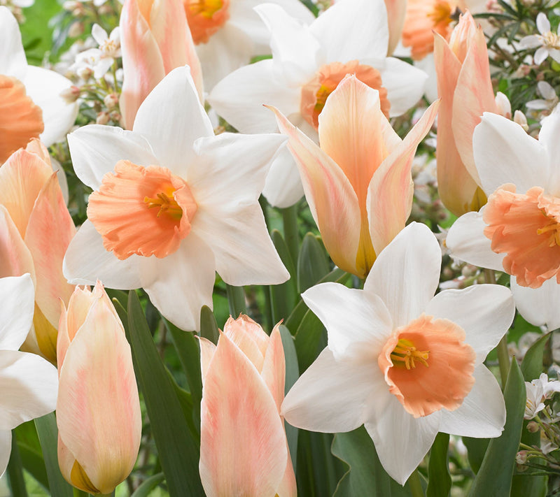 Ships 10/5/26 de Jager 18pc Apricot Tulips & Daffodils Live Bulbs — Main view