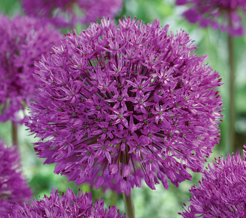 Ships 10/5/26 de Jager 24pc Stunning Alliums Live Bulbs — View 2