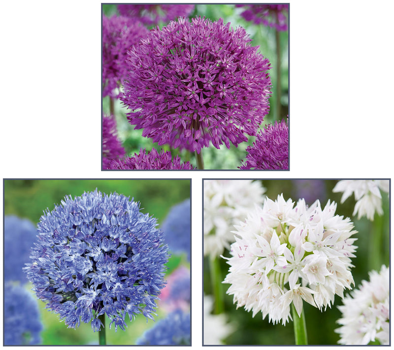 Ships 10/5/26 de Jager 24pc Stunning Alliums Live Bulbs — Main view