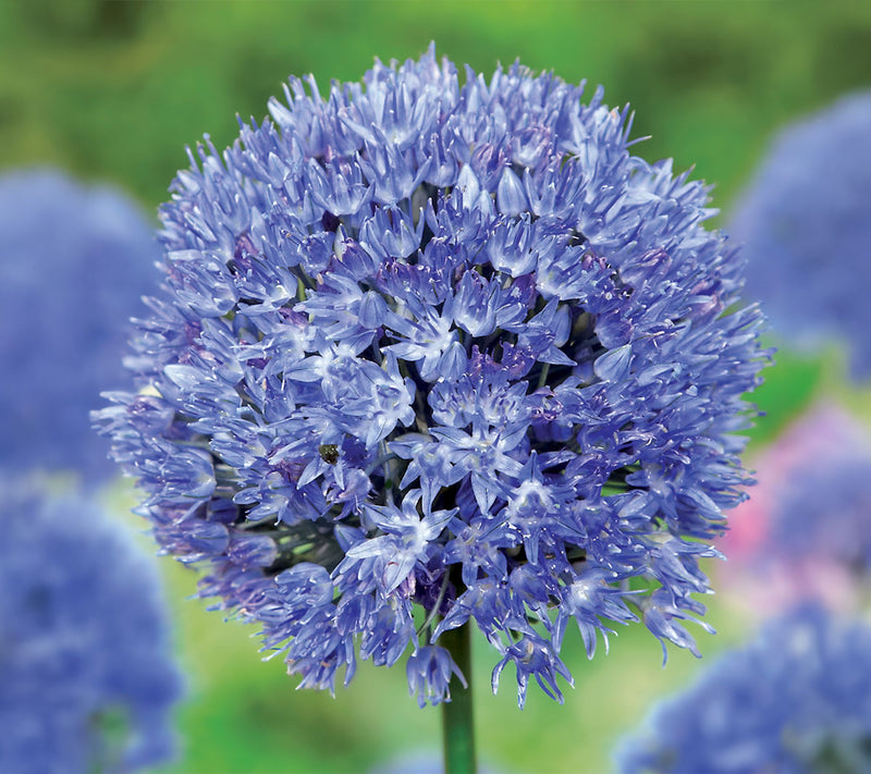 Ships 10/5/26 de Jager 24pc Stunning Alliums Live Bulbs — View 3