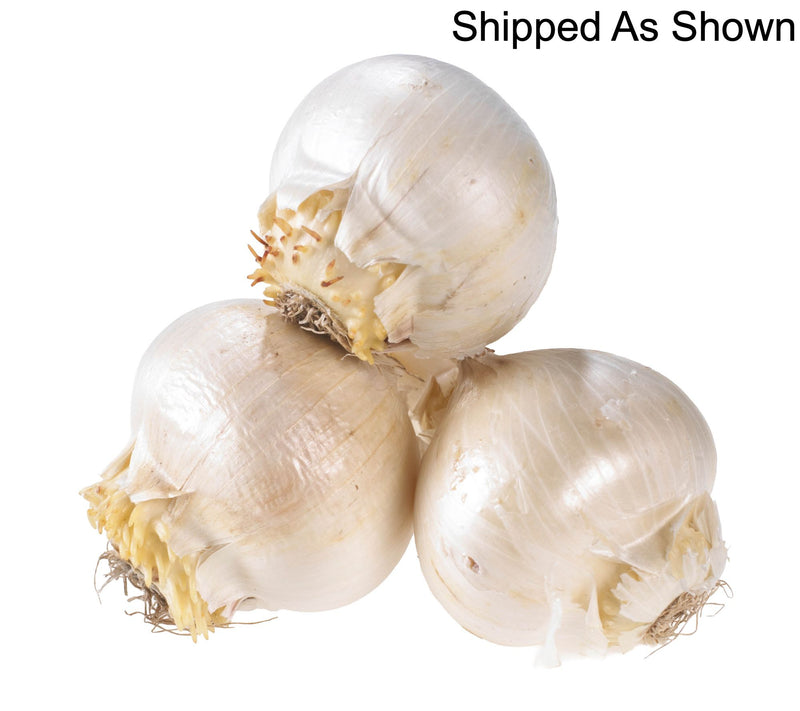 Ships 10/5/26 de Jager 3pc Party Balloons Allium Bulbs — View 3