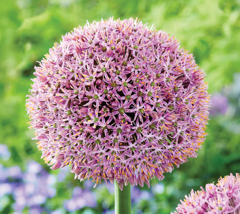 Ships 10/5/26 de Jager 3pc Party Balloons Allium Bulbs — Main view