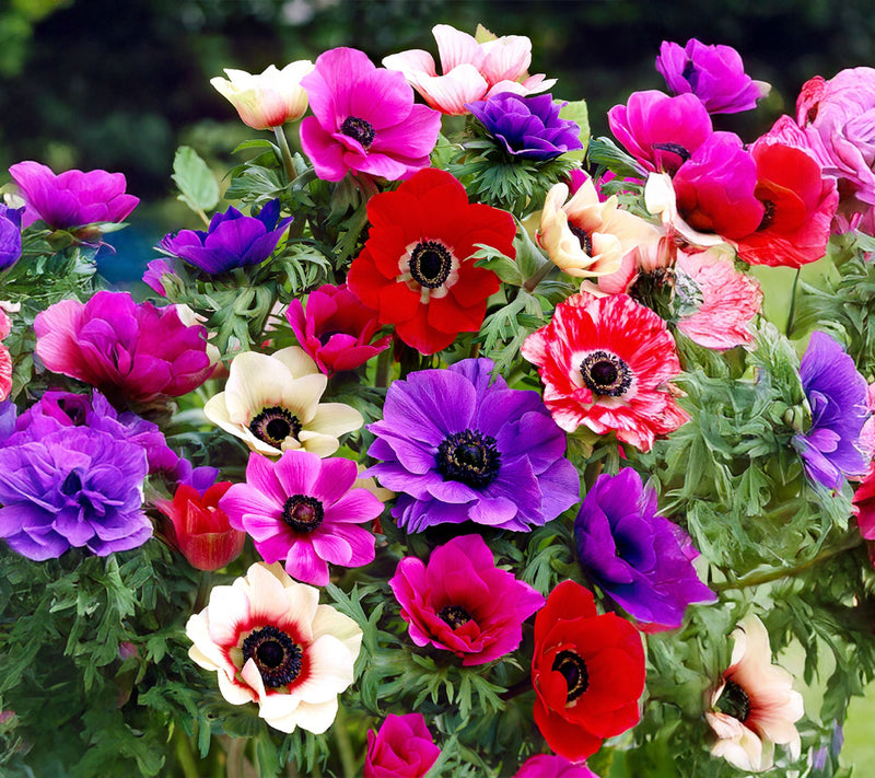 Ships 10/5/26 de Jager 24pc Amazing Anemone da Caen Live Corms — Main view