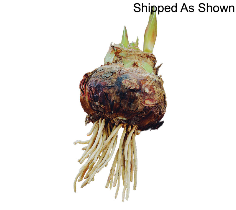 Ships 10/5/26 de Jager 1pc Gigantic Amaryllis Live Bulb — View 4